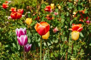 Blooming pink red yellow tender tulips.Sunny green meadow photo