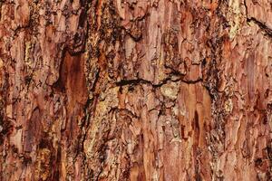 Background of pine orange bark under sunlight. Wood texture photo