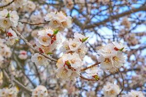 Beautiful white fruit delicate spring flowers, gardening photo