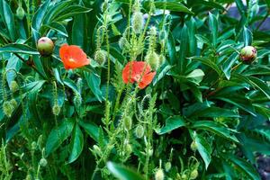 Red scarlet tender medicinal poppie,peony buds,spring green summer garden photo