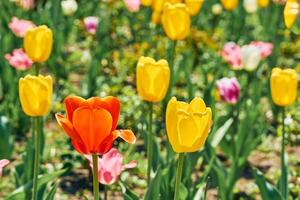 Landscaping.Blooming pink red yellow tender tulips.Sunny green meadow photo