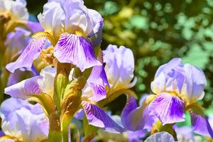 encantador delicado lila amarillo púrpura iris flor variedad siberiano foto