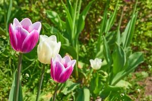 Gardening,landscaping. Blooming pink white tender tulips.green meadow photo