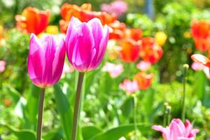 Gardening,landscaping. Blooming pink red tender tulips.green meadow photo