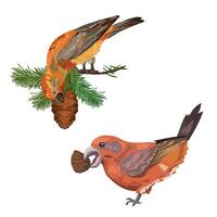 Crossbill eating cone seeds on pine branches vector