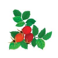 Botanic illustration of rosehip branch with berries vector