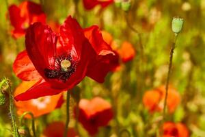 Tender medicinal scarlet red poppies on a green summer field photo