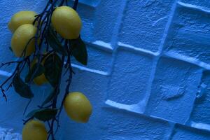 Lemon branch with fruits in moonlit night light photo