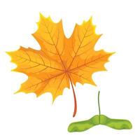 Botanic illustration maple leaf with maple seeds vector