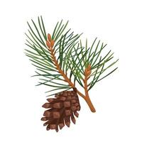 Illustration of pine and cone with branch vector