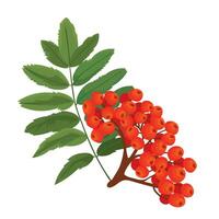 Botanic illustration rowan tree branch with berries vector