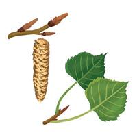 Botanic poplar branch and leaf with inflorescence vector