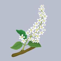 botánico ilustración pájaro Cereza rama y flor vector