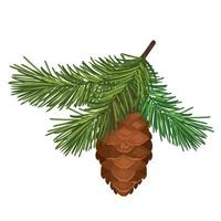 Botanic spruce and pine branch with cone vector