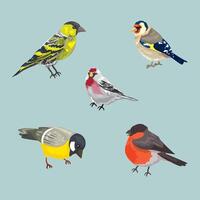 Winter migratory birds of the middle zone vector