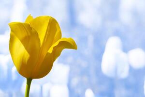 Delicate yellow tulip flower close up on frozen winter blue background photo