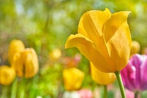 Blooming yellow tender tulips.Warmth,love,enjoyment photo