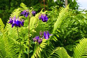 Lovely purple violet garden flowers bluebells, decorative fern in garden photo