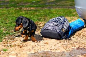 Loyal dachshund dog guards things near the car photo