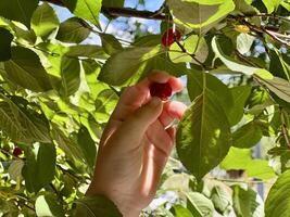 mano de niño escoge rojo cerezas desde el árbol foto