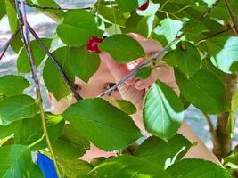 Child tearing cherries in summer sunny day photo