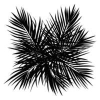 silhouette of tropical leaves of palm, tree vector