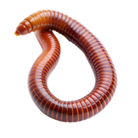 Close-Up of a Brown Earthworm on Transparent Background Midday png