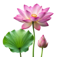 Two Pink Lotus Flowers on Transparent Background png