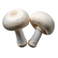 Fresh White Button Mushrooms Isolated on a Transparent Background png