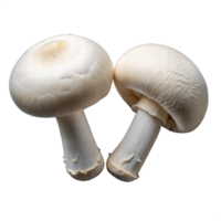 Frais blanc bouton champignons isolé sur une transparent Contexte png