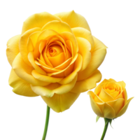 Two Yellow Roses With Stems on Transparent Background in High Quality Close-Up png