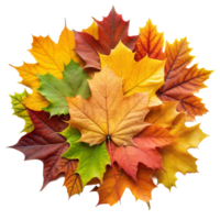 Vibrant Autumn Leaves Piled in a Heap on Transparent Background for Seasonal Design png