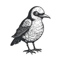 Cute bird black and white cartoon character design collection. White background, Animals. vector