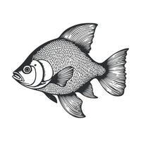 Fish illustration black and white cartoon character design collection. White background, Animals. vector