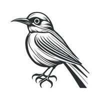 Cute bird black and white cartoon character design collection. White background, Animals. vector