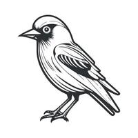 Cute bird black and white cartoon character design collection. White background, Animals. vector