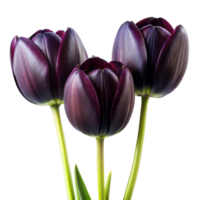 Trio of Black Tulips With Green Stems on Transparent Background in Daylight png