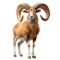 RAM con largo cuernos en transparente antecedentes png