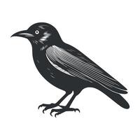 linda pájaro negro y blanco dibujos animados personaje diseño recopilación. blanco fondo, animales vector