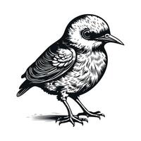 Cute bird black and white cartoon character design collection. White background, Animals. vector