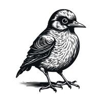 Cute bird black and white cartoon character design collection. White background, Animals. vector