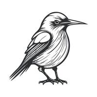 Cute bird black and white cartoon character design collection. White background, Animals. vector