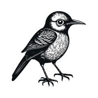 Cute bird black and white cartoon character design collection. White background, Animals. vector