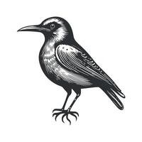 Cute bird black and white cartoon character design collection. White background, Animals. vector