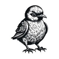 Cute bird black and white cartoon character design collection. White background, Animals. vector