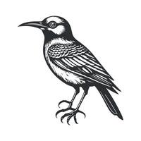 Cute bird black and white cartoon character design collection. White background, Animals. vector