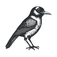 Cute bird black and white cartoon character design collection. White background, Animals. vector