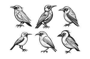 Cute bird black and white cartoon character design collection. White background, Animals. vector