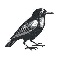 Cute bird black and white cartoon character design collection. White background, Animals. vector