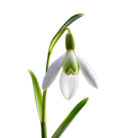 blanc fleur avec vert tiges sur transparent Contexte png